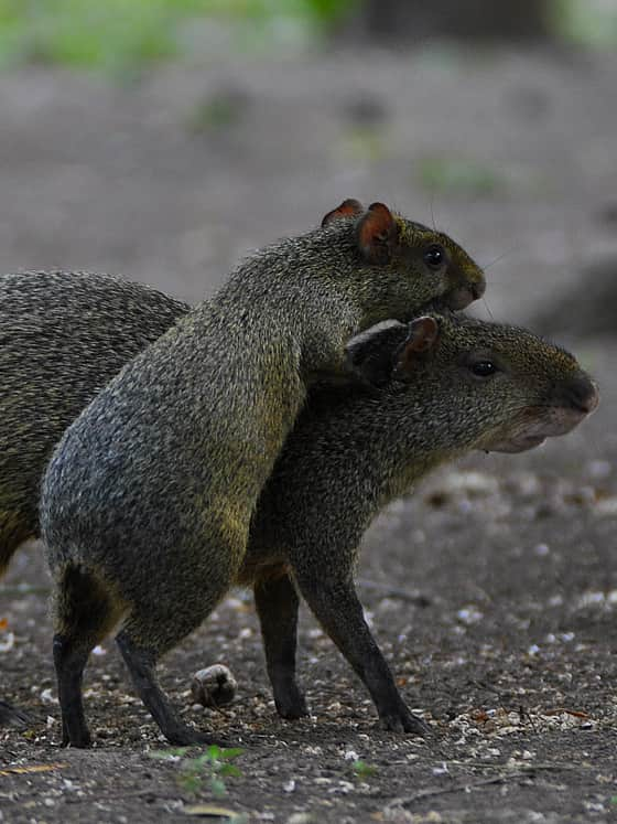 PANTANAL