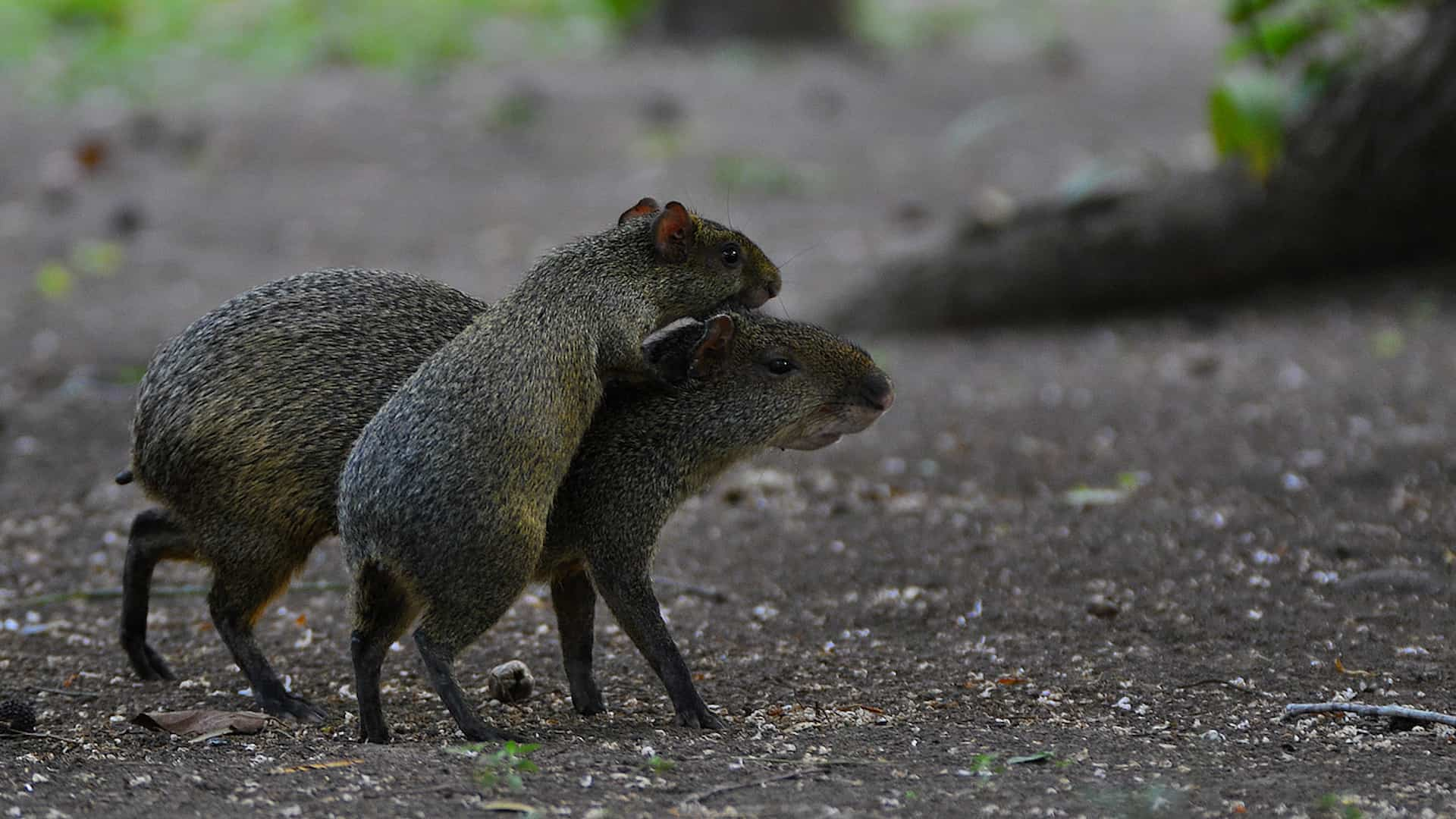 PANTANAL