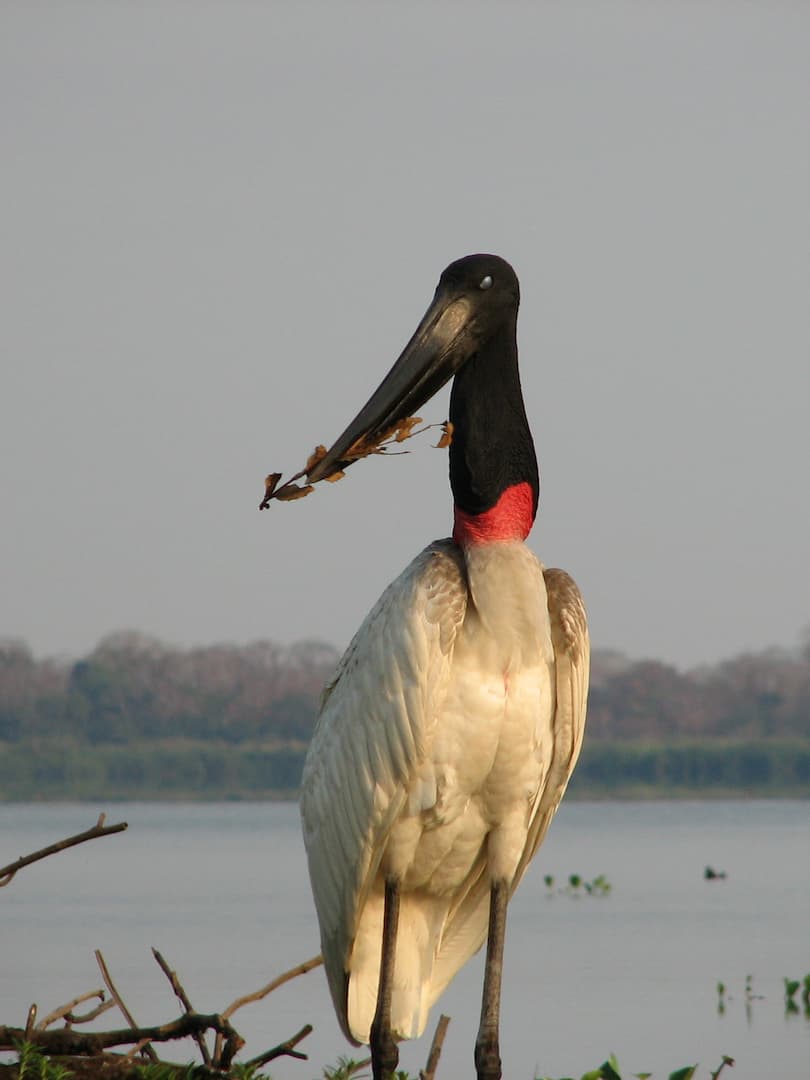 PANTANAL