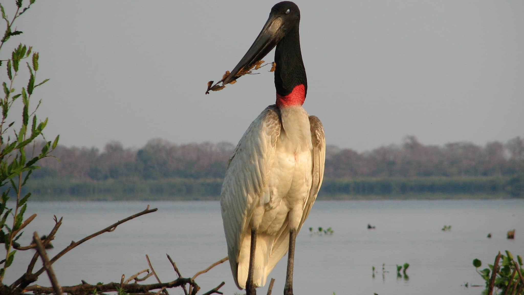 PANTANAL