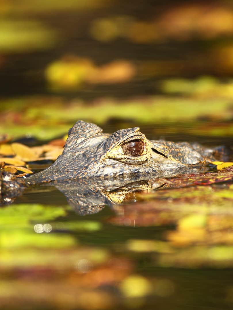 PANTANAL