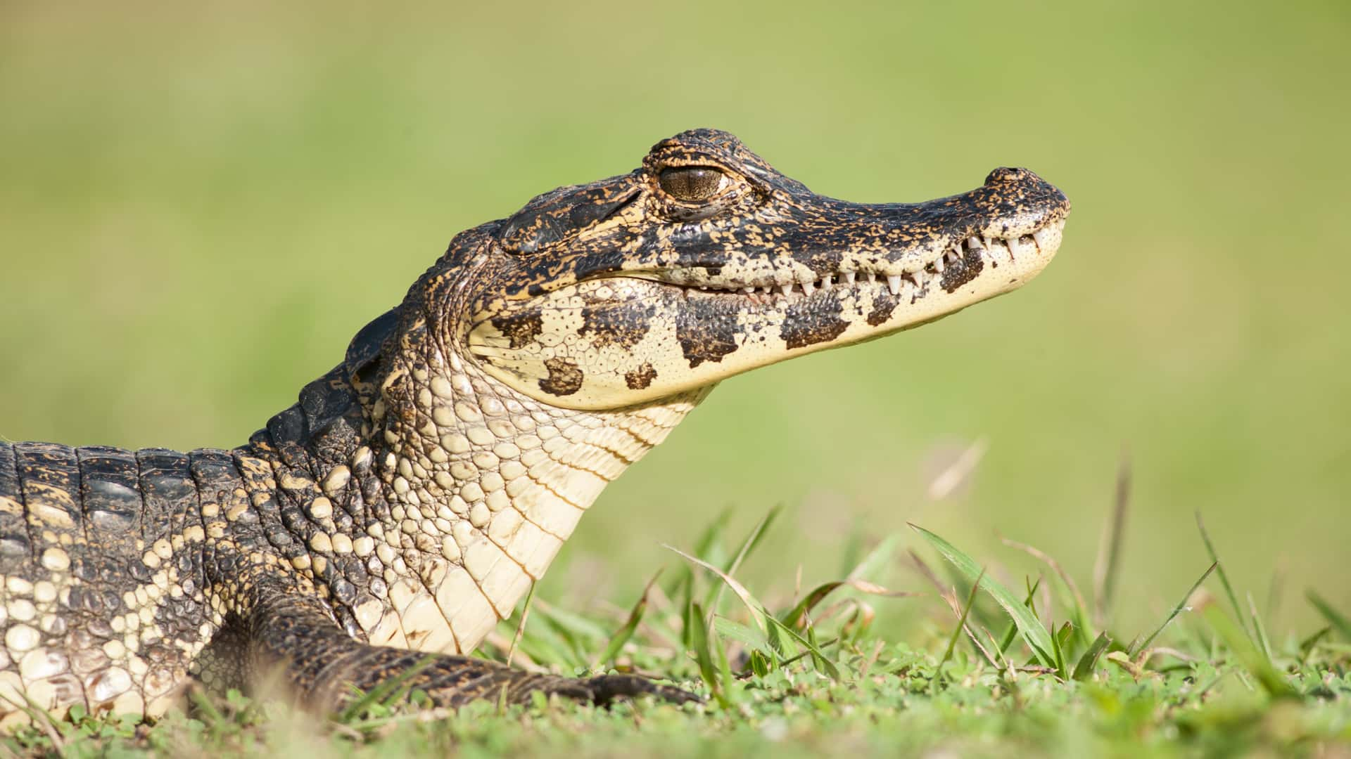 PANTANAL