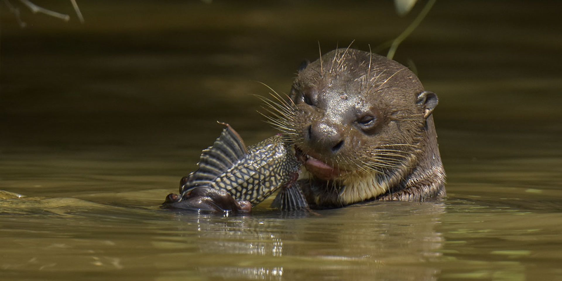 PANTANAL