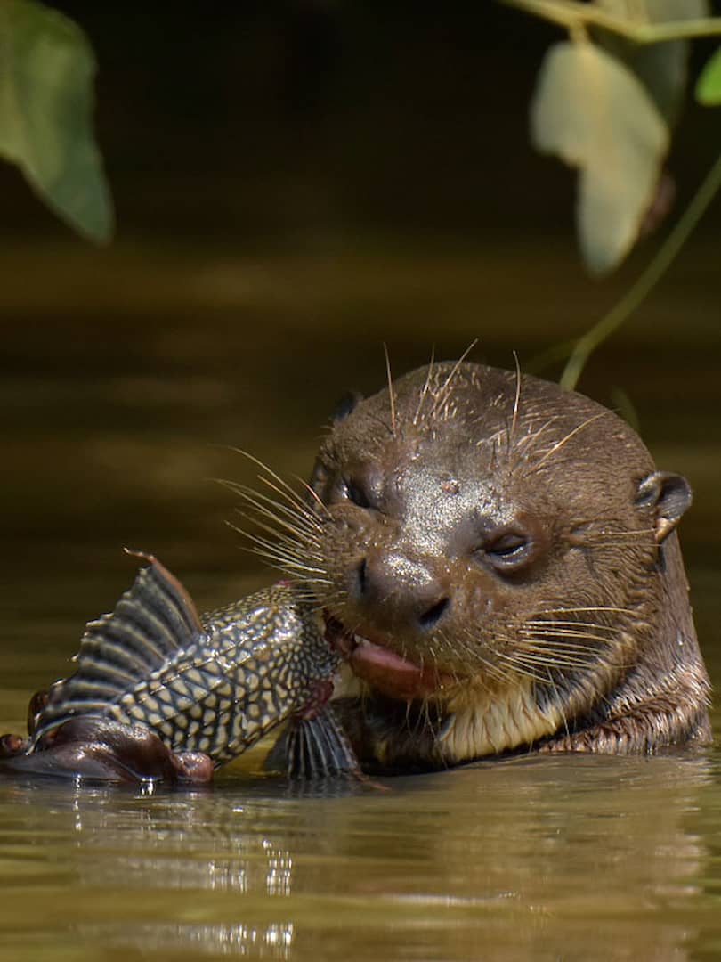 PANTANAL