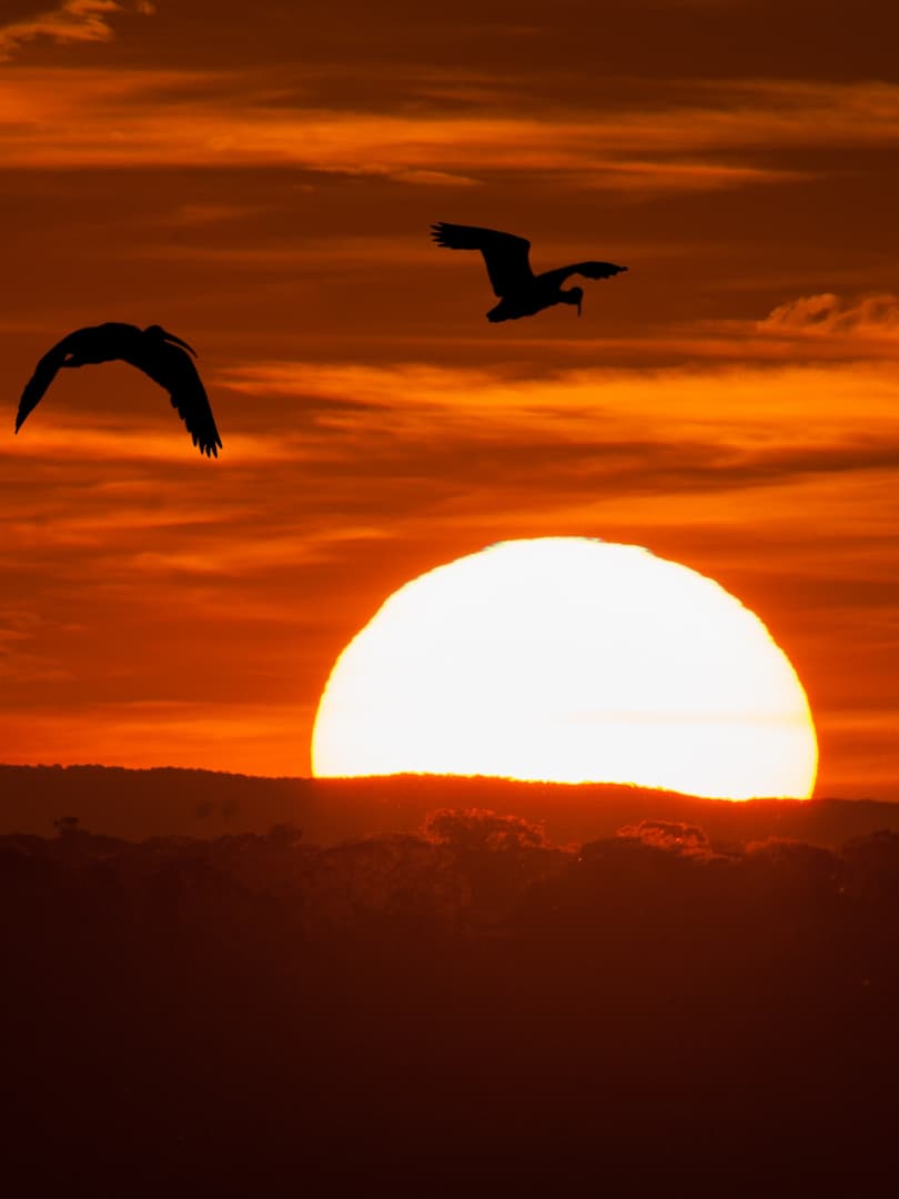 PANTANAL